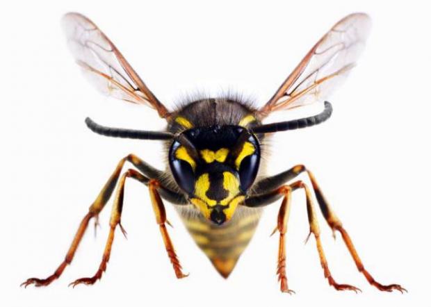 Andover Advertiser: A wasp